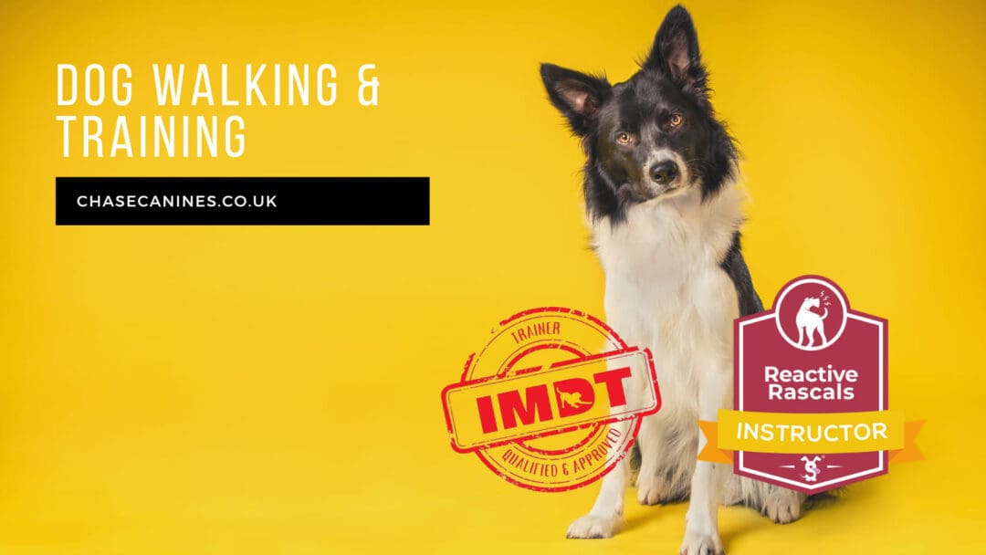 Chase canine banner