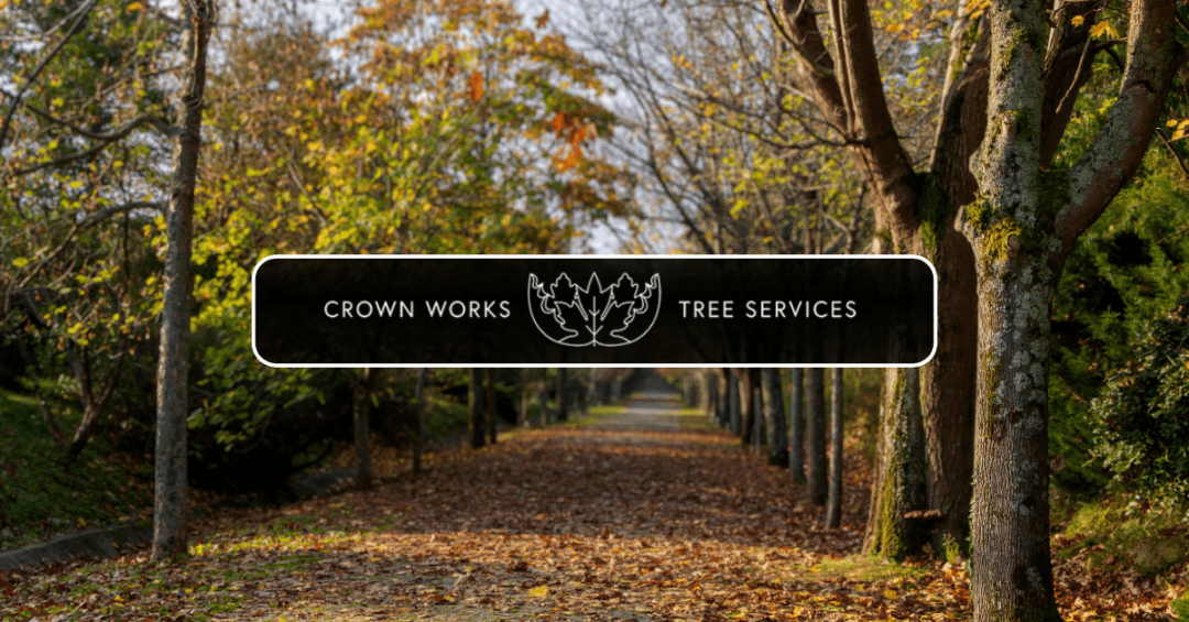 Crown tree services Burntwood